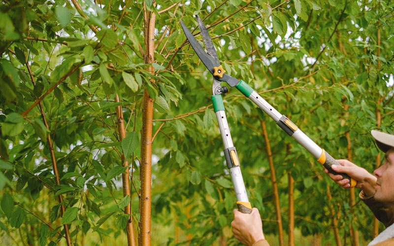Tree trimming in Wallingford, VT