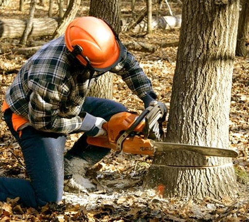 Tree Removal in Wallingford, VT